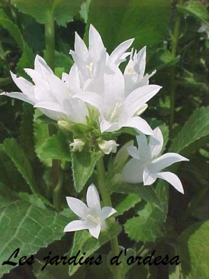 Campanula glomerata alba 